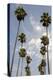 Palm Trees at Hollywood Forever Memorial Park Final Resting Place for Many a Hollywood Star in…-null-Premier Image Canvas