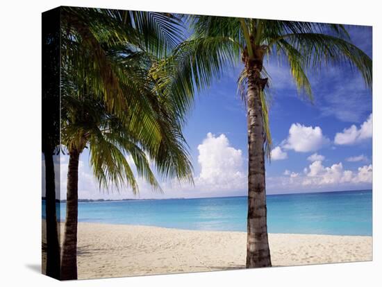 Palm Trees, Beach and Still Turquoise Sea, Seven Mile Beach, Cayman Islands, West Indies-Ruth Tomlinson-Premier Image Canvas