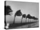 Palm Trees Blowing in the Wind During Hurricane in Florida-Ed Clark-Premier Image Canvas