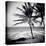 Palm Trees by the Beach at Bweju, Zanzibar, Tanzania, East Africa-Lee Frost-Premier Image Canvas