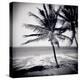 Palm Trees by the Beach at Bweju, Zanzibar, Tanzania, East Africa-Lee Frost-Premier Image Canvas