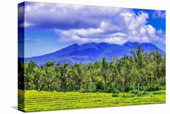 Palm trees growing throughout the jungle forests of central Bali, up into the volcanic mountains.-Greg Johnston-Premier Image Canvas