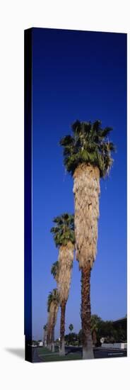 Palm Trees in a Row, Palm Springs, California, USA-null-Premier Image Canvas