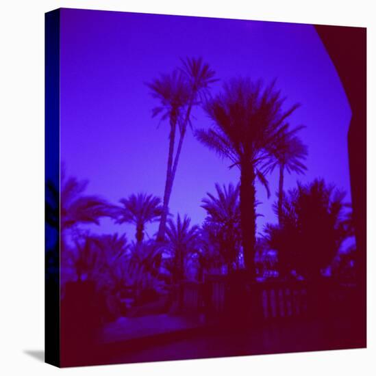 Palm Trees in Silhouette, Photographed Through Blue Glass Window, Ouarzazate, Morocco-Lee Frost-Premier Image Canvas