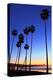 Palm trees, La Jolla Shores Beach, La Jolla, San Diego, California, United States of America, North-Richard Cummins-Premier Image Canvas