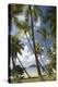 Palm Trees, Lambert Beach, Tortola, British Virgin Islands-Macduff Everton-Premier Image Canvas