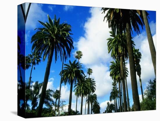 Palm Trees Lining Street-Randy Faris-Premier Image Canvas