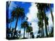 Palm Trees Lining Street-Randy Faris-Premier Image Canvas