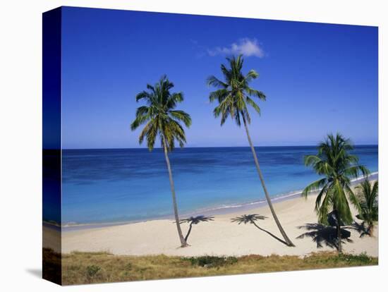 Palm Trees on Beach, Antigua, Caribbean, West Indies, Central America-Firecrest Pictures-Premier Image Canvas