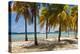 Palm trees on beach, Britannia Bay, Mustique, Saint Vincent And The Grenadines-null-Premier Image Canvas