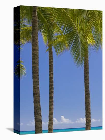 Palm Trees on Beach-Jonathan Hicks-Premier Image Canvas