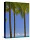 Palm Trees on Beach-Jonathan Hicks-Premier Image Canvas