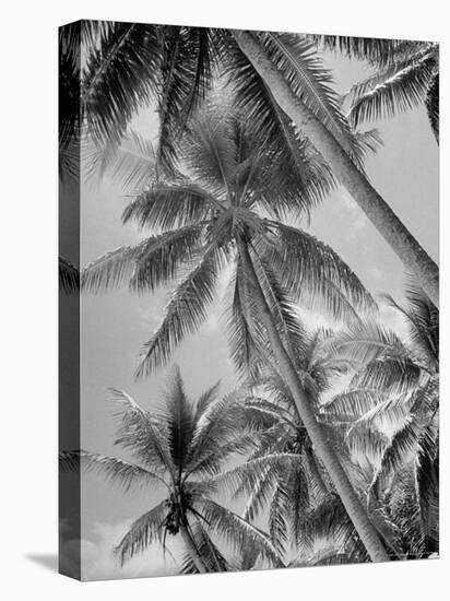 Palm Trees on Ellice Islands, Tuvalu-Peter Stackpole-Premier Image Canvas