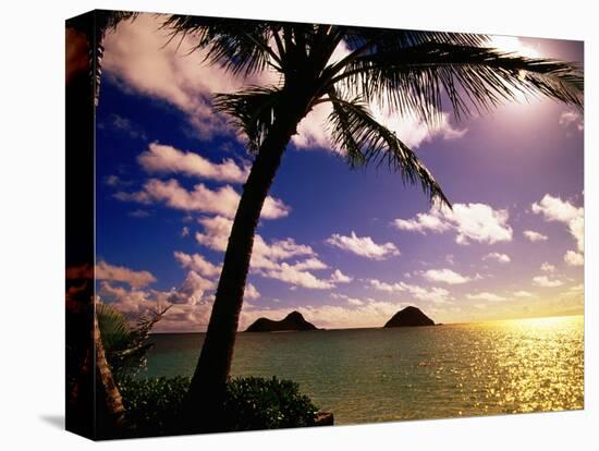 Palm Trees on the Beach at Sunset, Lanikai, U.S.A.-Ann Cecil-Premier Image Canvas