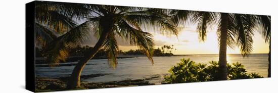 Palm Trees on the Coast, Kohala Coast, Big Island, Hawaii, USA-null-Premier Image Canvas