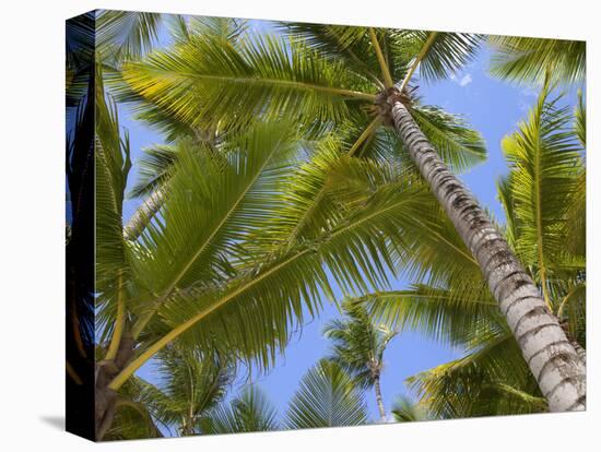 Palm Trees, Punta Cana, Dominican Republic, West Indies, Caribbean, Central America-Frank Fell-Premier Image Canvas