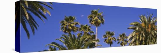 Palm Trees, Santa Monica, Los Angeles County, California, USA-null-Premier Image Canvas