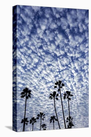 Palm Trees Silhouetted Against Puffy Clouds in San Diego, California-Chuck Haney-Premier Image Canvas