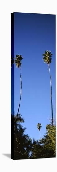 Palm Trees, Sinaloa, Baja California-Barry Herman-Premier Image Canvas
