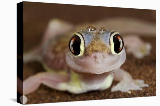 Palmato Gecko Close Up of the Head with Water Droplets-null-Premier Image Canvas