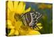Palmedes Swallowtail Butterfly-Darrell Gulin-Premier Image Canvas