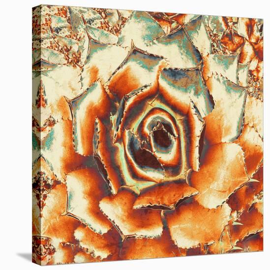 Palmer'S Agave-null-Stretched Canvas