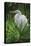 Palmetto Egret-Steve Hunziker-Stretched Canvas