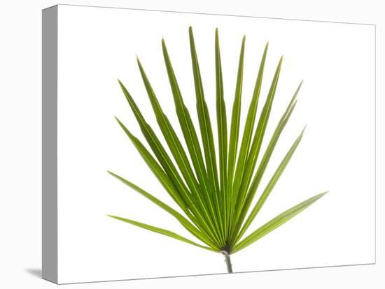 Palmito Dwarf Fan Palm Spain-Niall Benvie-Premier Image Canvas