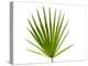 Palmito Dwarf Fan Palm Spain-Niall Benvie-Premier Image Canvas