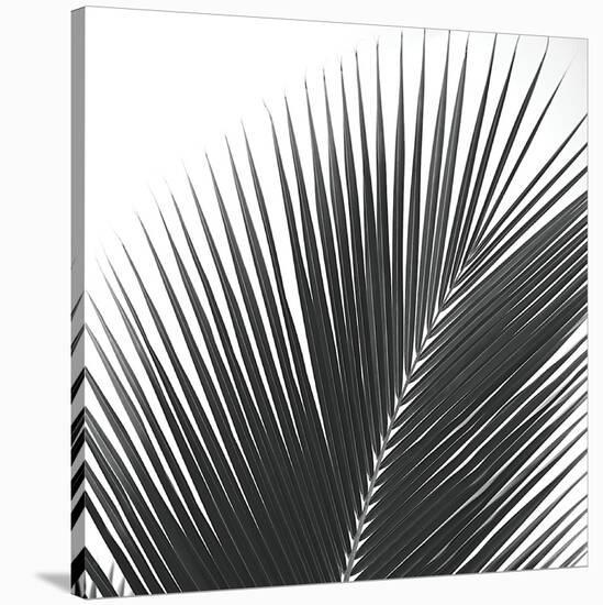 Palms 14 (detail)-Jamie Kingham-Stretched Canvas