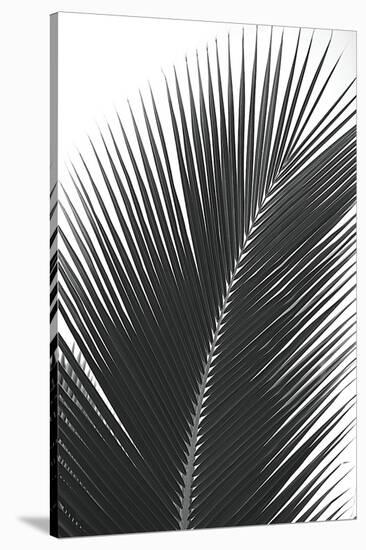 Palms 14-Jamie Kingham-Stretched Canvas
