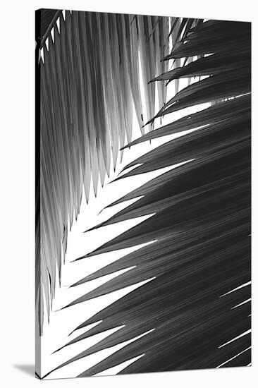 Palms 6-Jamie Kingham-Stretched Canvas