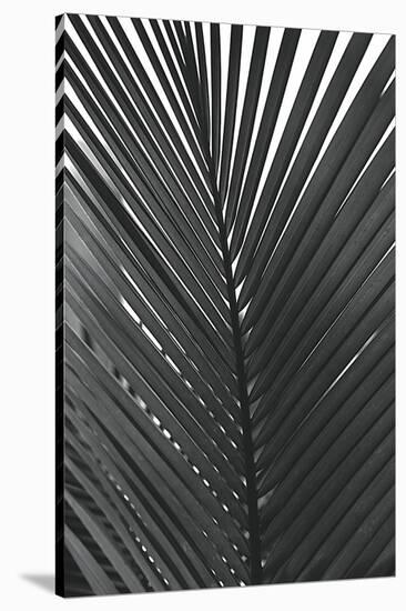 Palms 9-Jamie Kingham-Stretched Canvas