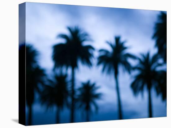 Palms along Ocean Avenue, Santa Monica, Los Angeles, California, USA-Walter Bibikow-Premier Image Canvas