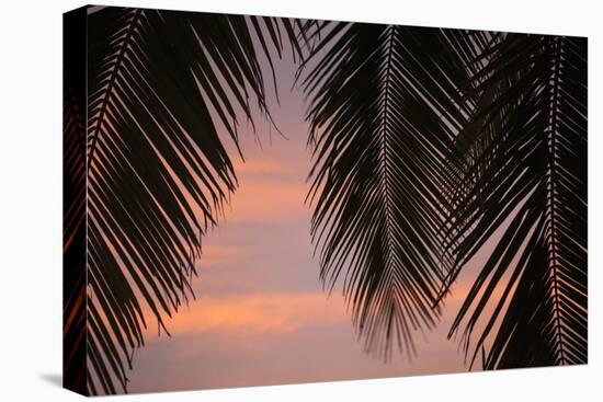 Palms at Sunset-Karyn Millet-Premier Image Canvas