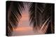 Palms at Sunset-Karyn Millet-Premier Image Canvas