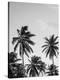 Palms in Grey-Design Fabrikken-Premier Image Canvas