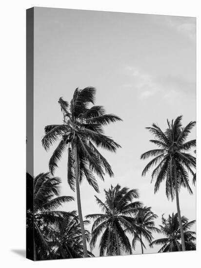 Palms in Grey-Design Fabrikken-Premier Image Canvas