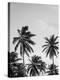 Palms in Grey-Design Fabrikken-Premier Image Canvas