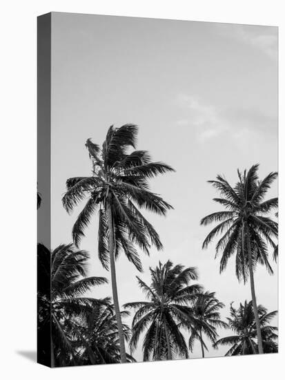 Palms in Grey-Design Fabrikken-Premier Image Canvas