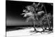 Palms on a White Sand Beach in Key West - Florida-Philippe Hugonnard-Premier Image Canvas