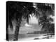 Palms on Shore, Cayman Kai Near Rum Point, Grand Cayman, Cayman Islands, West Indies-Ruth Tomlinson-Premier Image Canvas