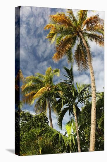 Palms Sky Vertical-Robert Goldwitz-Premier Image Canvas