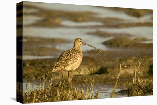 Palo Alto Baylands Nature Preserve, California, USA. Long-billed curlew walking in a tidal mudflat.-Janet Horton-Premier Image Canvas