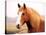 Palomino Horse Portrait-Anastasija Popova-Premier Image Canvas