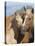 Palomino Peruvian paso mare and foal, New Mexico, USA-Carol Walker-Premier Image Canvas