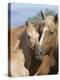 Palomino Peruvian paso mare and foal, New Mexico, USA-Carol Walker-Premier Image Canvas