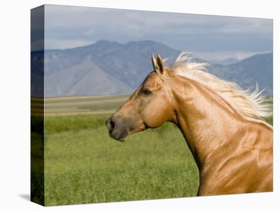 Palomino Quarter Horse Stallion, Head Profile, Longmont, Colorado, USA-Carol Walker-Premier Image Canvas