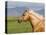 Palomino Quarter Horse Stallion, Head Profile, Longmont, Colorado, USA-Carol Walker-Premier Image Canvas