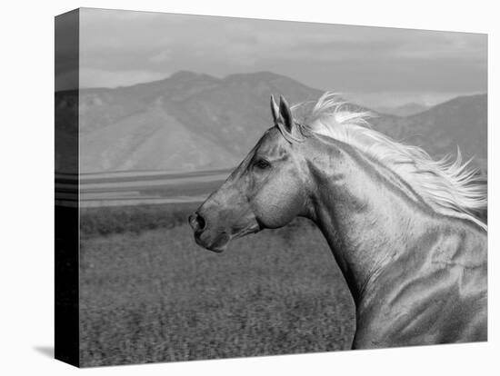 Palomino Quarter Horse Stallion, Head Profile, Longmont, Colorado, USA-Carol Walker-Premier Image Canvas